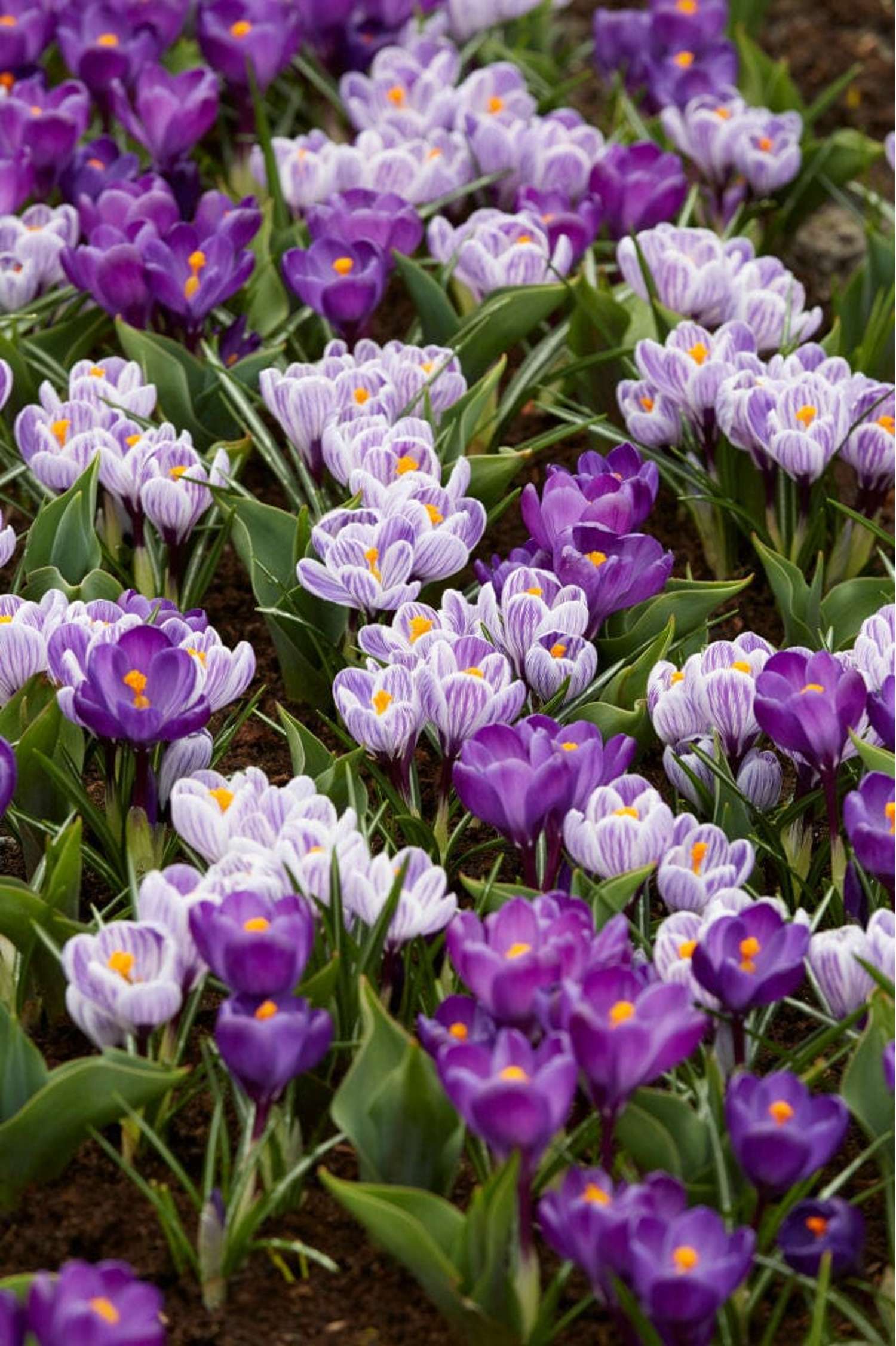 Crocus Mixture 'Spring Stripes'